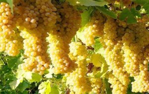 پیش بینی برداشت بیش از ۲۱۰ هزار تن انگور در آذربایجان شرقی
