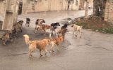 جزئیات حمله سگ‌های ولگرد به دانشجوی دانشگاه تبریز از زبان رئیس دانشگاه + فیلم