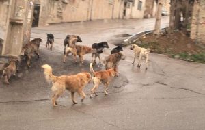 جزئیات حمله سگهای ولگرد به دانشجوی دانشگاه تبریز از زبان رئیس دانشگاه + فیلم جزئیات حمله سگهای ولگرد به دانشجوی دانشگاه تبریز از زبان رئیس دانشگاه + فیلم