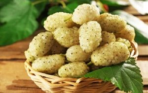دومین جشنواره توت هوراند برگزار می شود