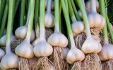 اینفوگرافیک|نگاهی به تولید سیر در آذربایجان شرقی