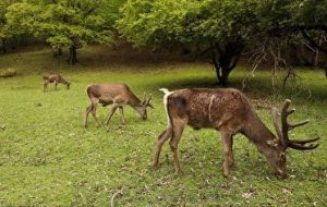 تلاش برای احیای مارال در پارک ملی ارسباران