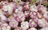 جشنواره بزرگ سیر «تیمورلو» برگزار می‌شود