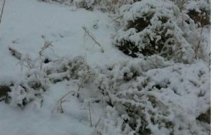 بارش برف در مناطق مختلف آذربایجان شرقی+فیلم بارش برف در مناطق مختلف آذربایجان شرقی+فیلم