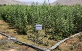 ۱۳ درصد نهال کشور در آذربایجان شرقی تولید شد