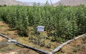 ۱۳ درصد نهال کشور در آذربایجان شرقی تولید شد ۱۳ درصد نهال کشور در آذربایجان شرقی تولید شد